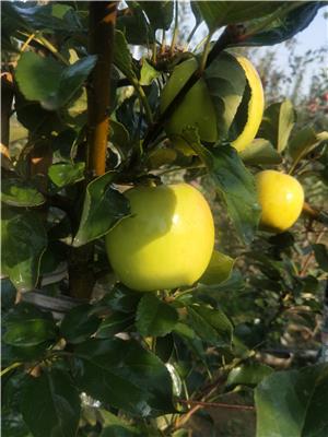 水蜜桃苹果苗管理技术拓季苹果树苗缺点总结