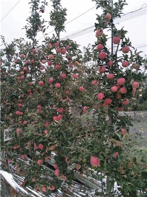 拓季苹果苗品种详解拓季苹果树管理经验总结