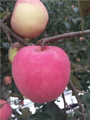 水蜜桃苹果苗拓季苹果苗技术交流