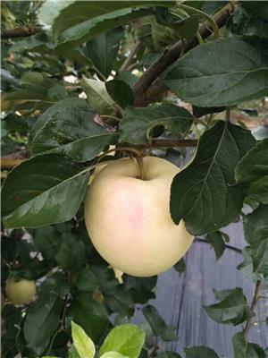 拓季苹果苗管理技术拓季苹果树管理经验总结