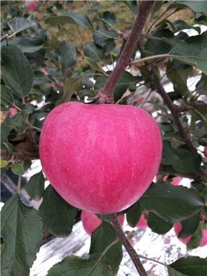 拓季苹果苗基地水蜜桃苹果苗管理经验总结