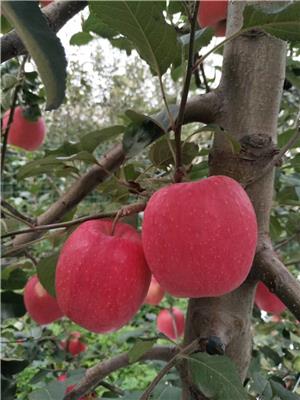 水蜜桃苹果苗拓季苹果苗缺点总结