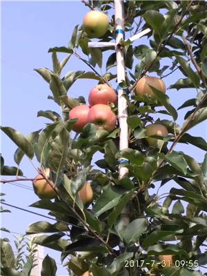 一公分水蜜桃苹果苗水蜜桃苹果基地展示