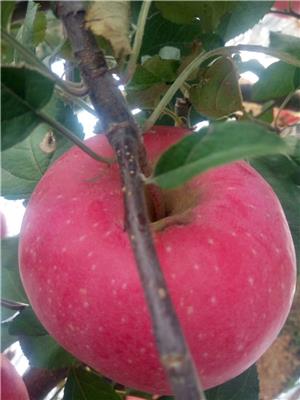 一公分拓季苹果苗水蜜桃苹果苗管理技术