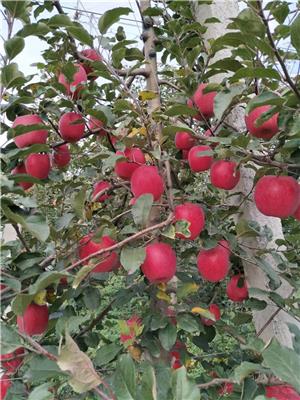 一公分水蜜桃苹果苗水蜜桃苹果树缺点总结