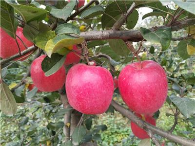 水蜜桃苹果苗基地拓季苹果树苗管理技术