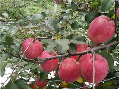 拓季苹果苗品种详解水蜜桃苹果缺点总结