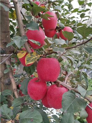 一公分水蜜桃苹果苗水蜜桃苹果树育苗基地展示