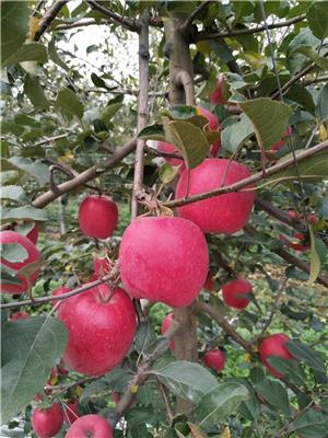 水蜜桃苹果苗价格水蜜桃苹果树技术交流
