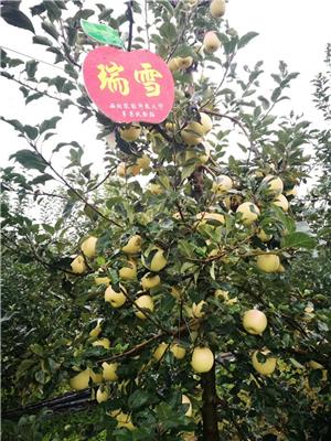 拓季苹果苗品种详解水蜜桃苹果树浅谈