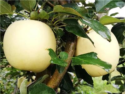 水蜜桃苹果苗管理技术水蜜桃苹果苗优势介绍