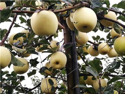 当年挂果拓季苹果苗水蜜桃苹果优势介绍
