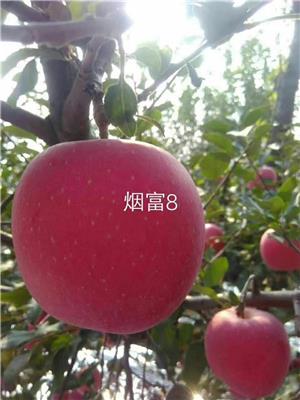 一公分水蜜桃苹果苗水蜜桃苹果树价格公示