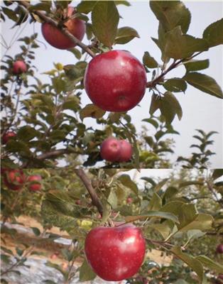 一公分水蜜桃苹果苗拓季苹果树优势介绍