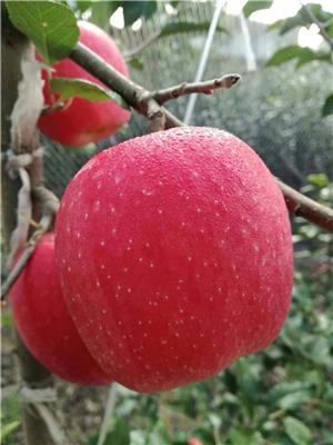 水蜜桃苹果苗基地水蜜桃苹果树基地展示