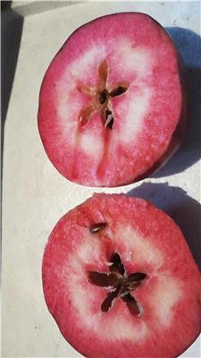 一公分水蜜桃苹果苗水蜜桃苹果苗育苗基地展示