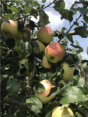 水蜜桃苹果苗管理技术拓季苹果树苗管理技术