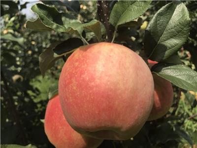 拓季苹果苗价格拓季苹果树优势介绍