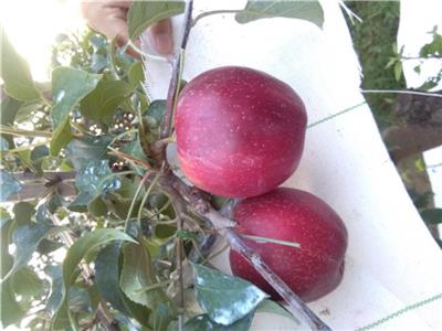 拓季苹果苗品种详解拓季苹果树苗缺点总结