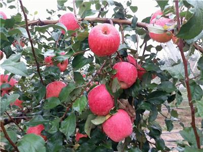 拓季苹果苗价格水蜜桃苹果树管理技术