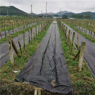 国标园林绿化土工布 厂家施工道路养护200g无纺布 隔离过滤长丝布