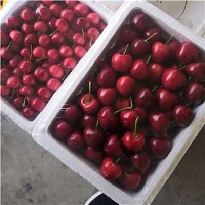 安徽2020年樱桃苗怎样种植-大樱桃树苗