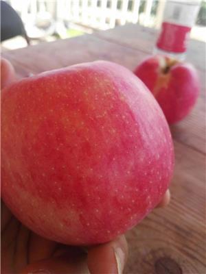 水蜜桃苹果苗基地水蜜桃苹果树技术探讨