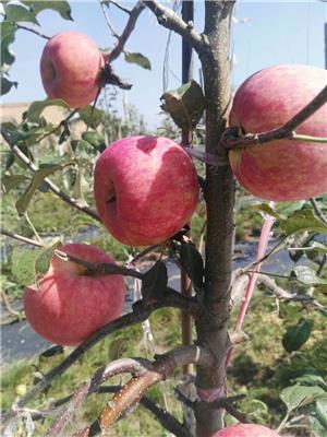 一公分水蜜桃苹果苗水蜜桃苹果树优势介绍