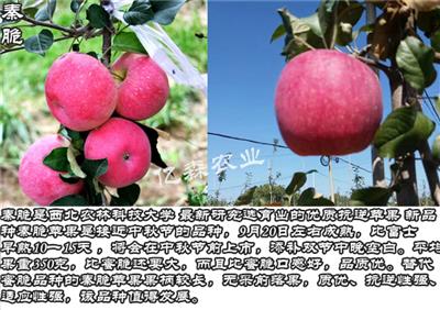一公分水蜜桃苹果苗拓季苹果树技术交流