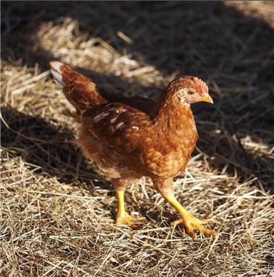 甘肃海兰褐青年鸡厂家推广活动 定2万只海兰褐青年鸡送手机一部