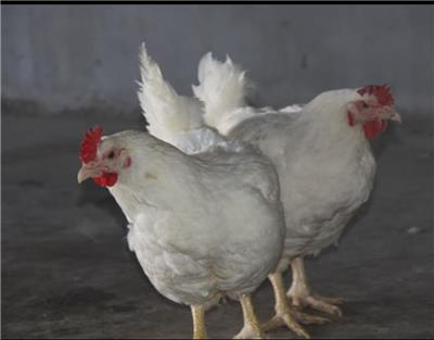 浙江平养罗曼灰青年鸡厂家 5万只平养罗曼灰青年鸡出售