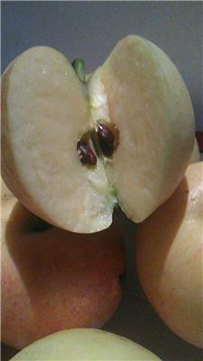 拓季苹果苗价格水蜜桃苹果技术交流