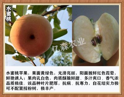 拓季苹果苗品种详解拓季苹果树技术探讨
