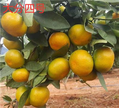 柑橘新品种爱莎柑橘苗签订合同纯度保证顺丰包邮