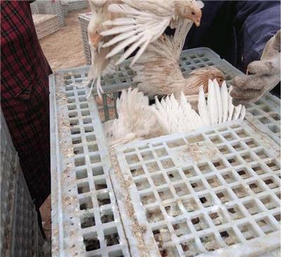 甘肃养鸡用漏粪板中兴大孔鸡塑料漏粪板塑钢梁支撑腿