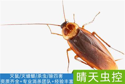 合肥专业灭蟑螂 晴天虫控科学防治虫害