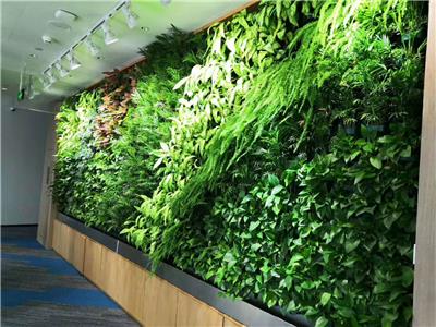 临沧植物墙绿化 专业免费设计