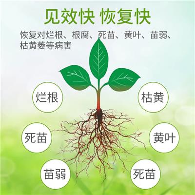 中药材地下茎块膨大 根小子质量放心保证