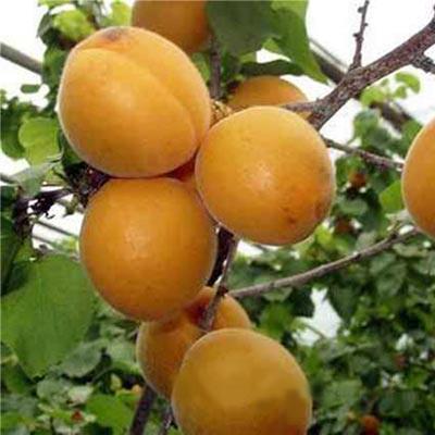 珍珠油杏树苗种植裁剪