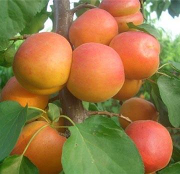 荷兰香蜜杏树苗全年管理技术