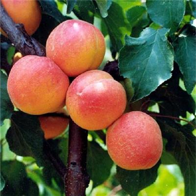 珍珠油杏树苗品种特点