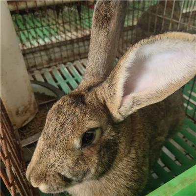 济南比利时种兔兔苗生长周期