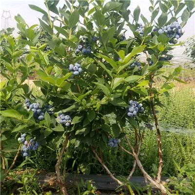 江西3年的蓝莓苗出售