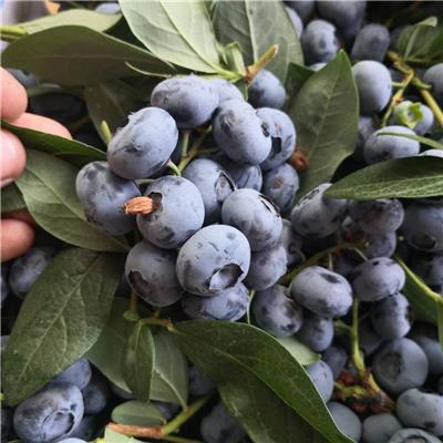 北陆蓝莓苗、北陆蓝莓苗价格