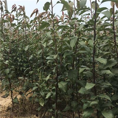 休伦蓝莓苗批发价格、蓝莓苔藓苗种植技术