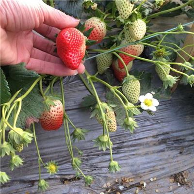 美六草莓苗哪里价格便宜