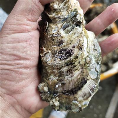 大理湛江生蚝 海蛎批发 现捞现发