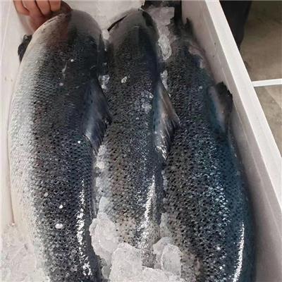 文山丹麦三文鱼批发市场 欢迎在线咨询