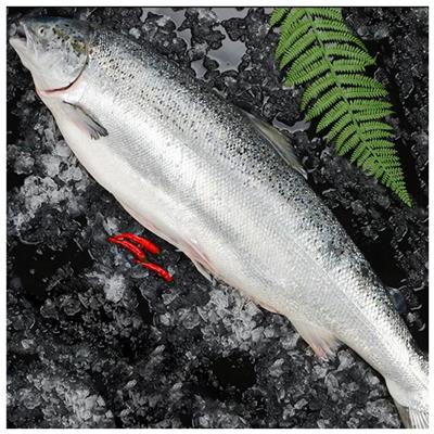 珠海挪威三文鱼批发市场 营养丰富
