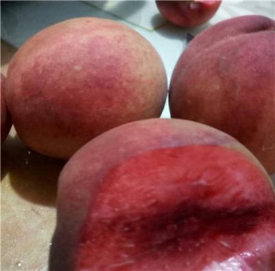 早熟桃树苗品种价格